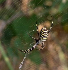 Spider on spiderweb in summer