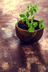 Young seedling tomato