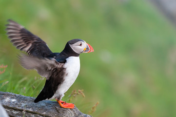Puffin, Norway