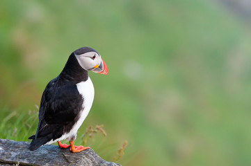 Puffin, Norway