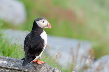 Puffin, Norway