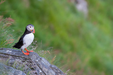 Puffin, Norway