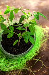Young seedling tomato