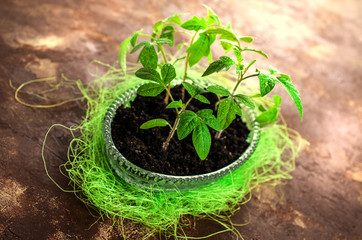 Young seedling tomato