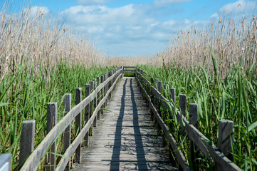 Obraz premium Wooden footbridge, natural protected area, Sweden