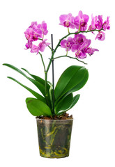 Blossoming plant of small orchid