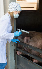 Veterinarian mask is going to make injection to pigs