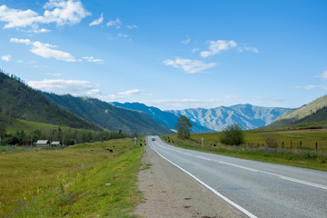 Mountain road landscape. Scenic road in the mountains. On the side there are houses, the cows walk, and in the background the green mountains, blue sky and white clouds.