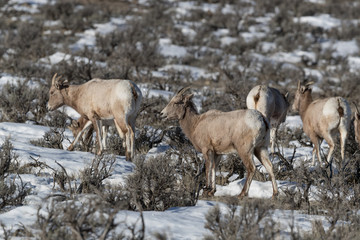 Bighorn sheep