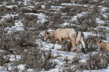 Fototapeta premium Bighorn sheep