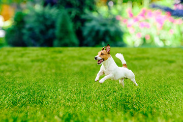 Happy active dog playing at  colorful garden lawn