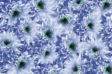 Flowers  background. Flowers white-blue Chrysanthemums.  Much chrysanthemums  with a green center.  floral collage. flowers composition. Nature.
