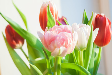 tulips bouquet with rose red and white flowers