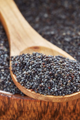 Dry poppy seeds in wooden spoon. Copy space