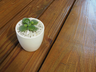  House plant in a ceramic pot on a wooden background