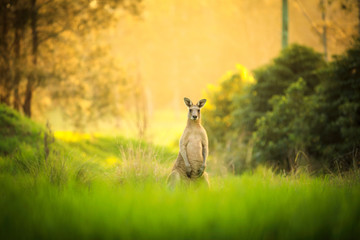 Kangaroos at sunset