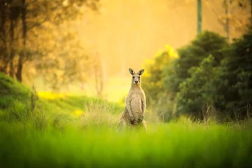Selbstklebende Fototapete Känguru Kängurus bei Sonnenuntergang