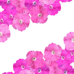 Beautiful floral background with pink petunias 