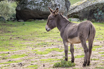 Donkeys