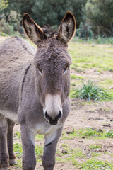 Donkey