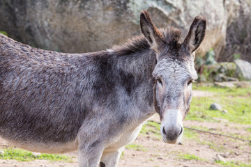 Donkey