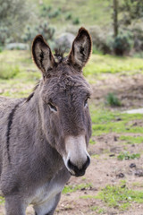 Donkey