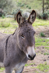 Donkey