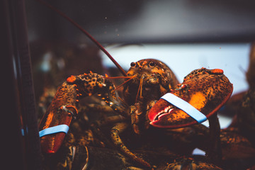 Lobster in the aquarium