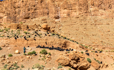 Herd of goats at Todra Gorges, Morocco