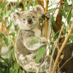 Koala australien à l& 39 extérieur dans un arbre d& 39 eucalyptus.