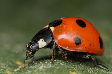 Ladybug