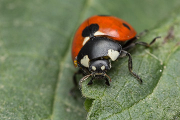 Ladybug
