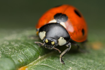 Ladybug