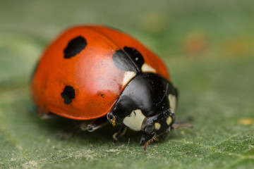 Ladybug