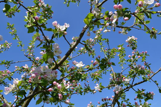 Flower aprikot Spring Tree brenches
