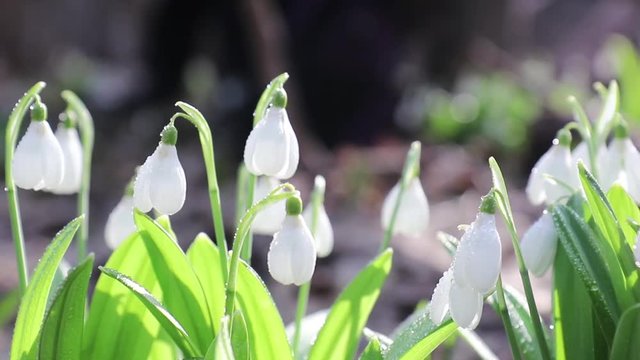 White blooming snowdrop folded or Galanthus plicatus with water drops in light breeze. Low angle. Sunshine. Sunrise.