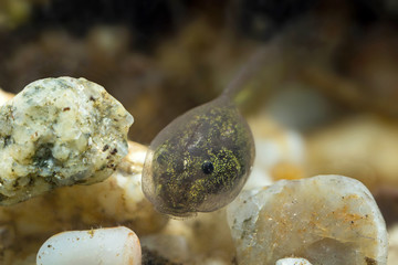 Tadpole