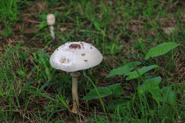 mushroom in nature beautiful on the floor grass select focus with shallow depth of field.