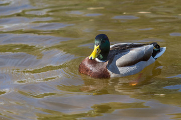 Wild duck
