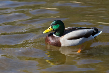 Wild duck