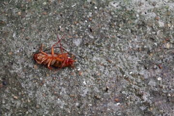 cockroach dead on the floor cement