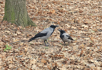 conversation of crows
