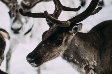 Portrait of a Reindeer