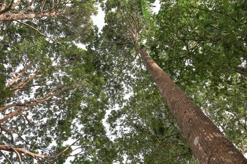 branch leaf of tree  beautiful in the forest, bottom view on white background