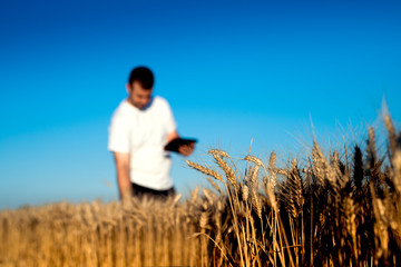 Nice young man walking around wheat field while harvesting