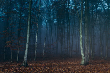 Fototapeta premium Dark blue fog in the foerst