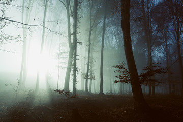 Obraz premium Spooky light in misty forest