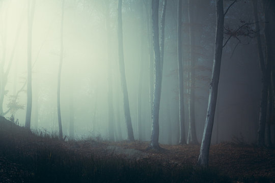 Fototapeta Creepy light in foggy forest