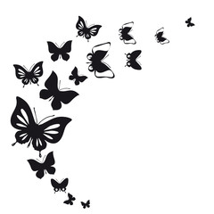black butterfly, isolated on a white
