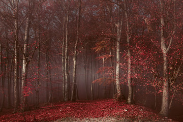 Red trees in misty forest